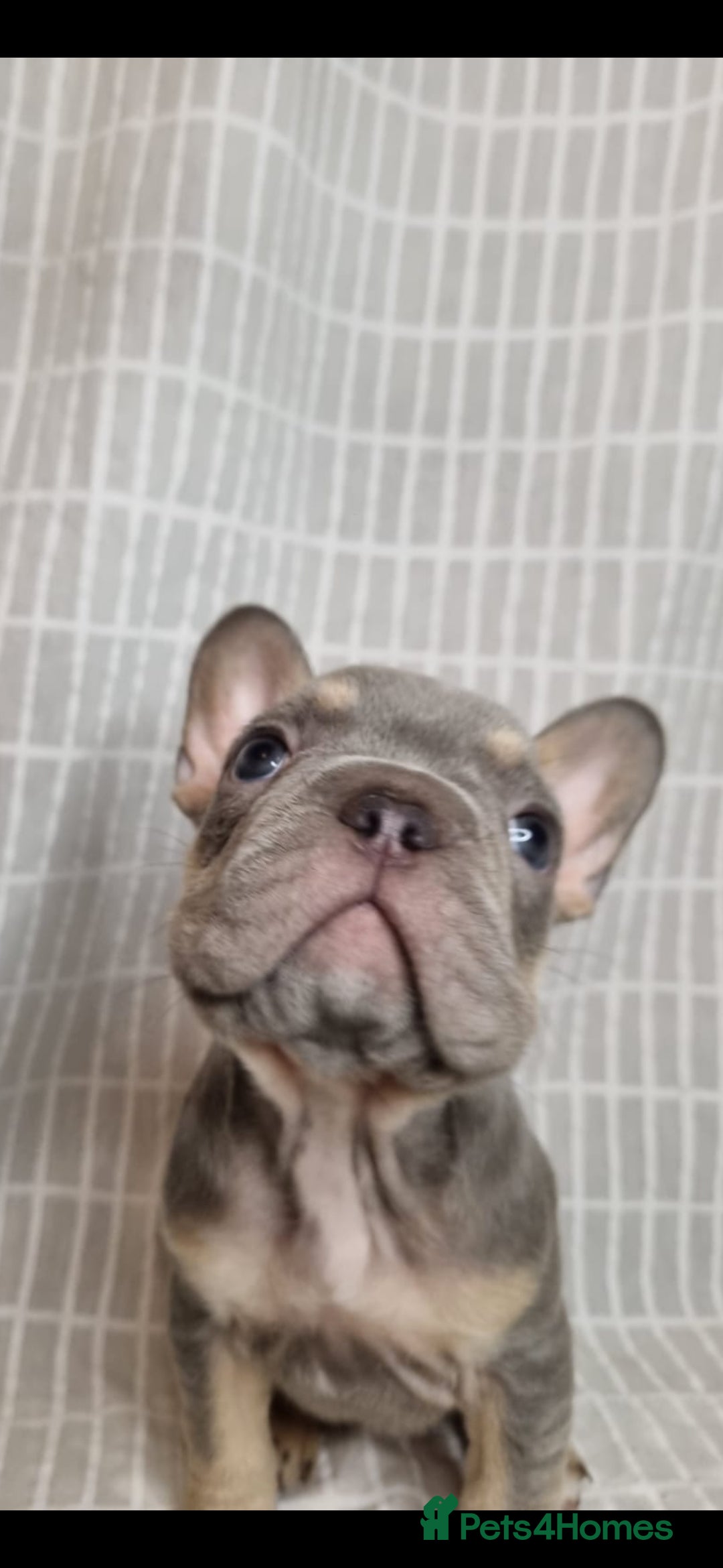 French Bulldog dogs for sale: Outstanding French Bulldog Puppies – KC - Image 8