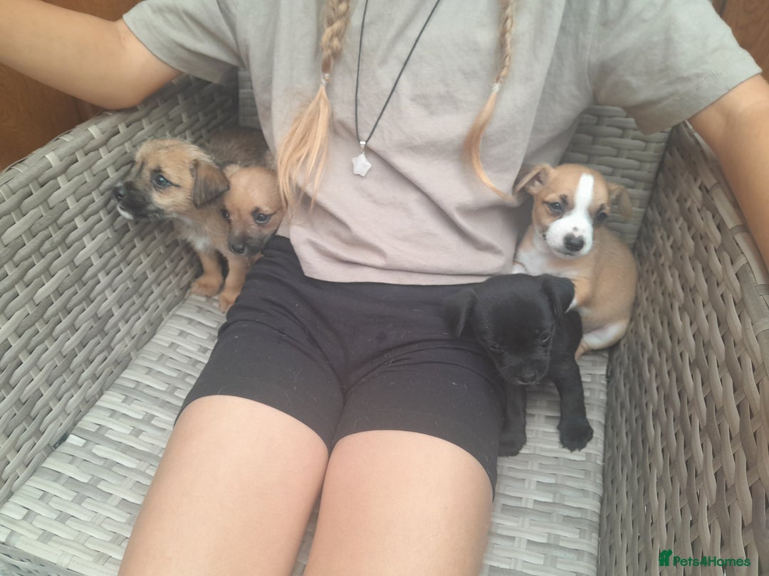 Mixed Breed dogs for sale: Jack russell x chihuahua boys only  - Image 2