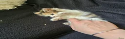 Mixed Breed cats for sale: Beautiful Kittens - Advert 3