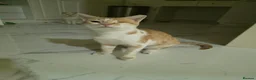 Arabian Mau cats for adoption: Baby Odin  - Advert 2