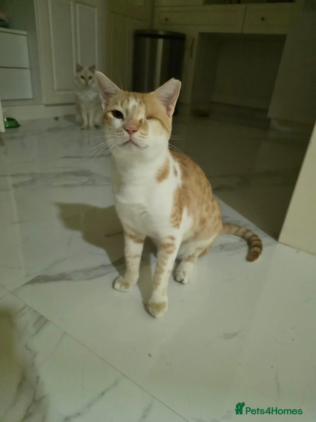 Arabian Mau cats for adoption: Baby Odin  - Advert 2