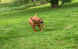 Rhodesian Ridgeback dogs for sale: Rocco and Roman  - Image 2