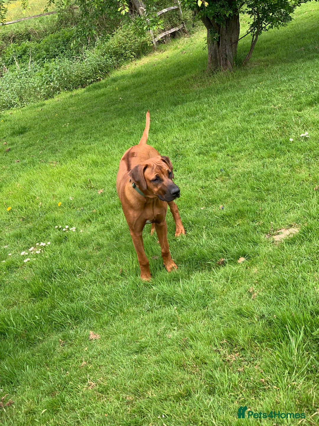 Rhodesian Ridgeback dogs for sale: Rocco and Roman  - Image 2