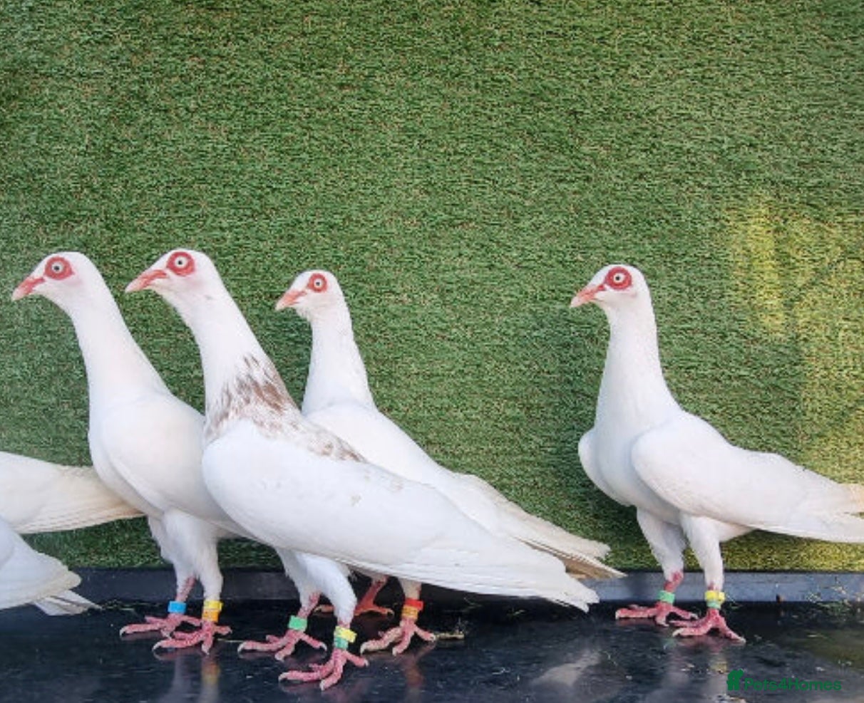 Pigeons birds Beautiful Vaccinated Breeding Pigeons – Ready Now - Advert 1