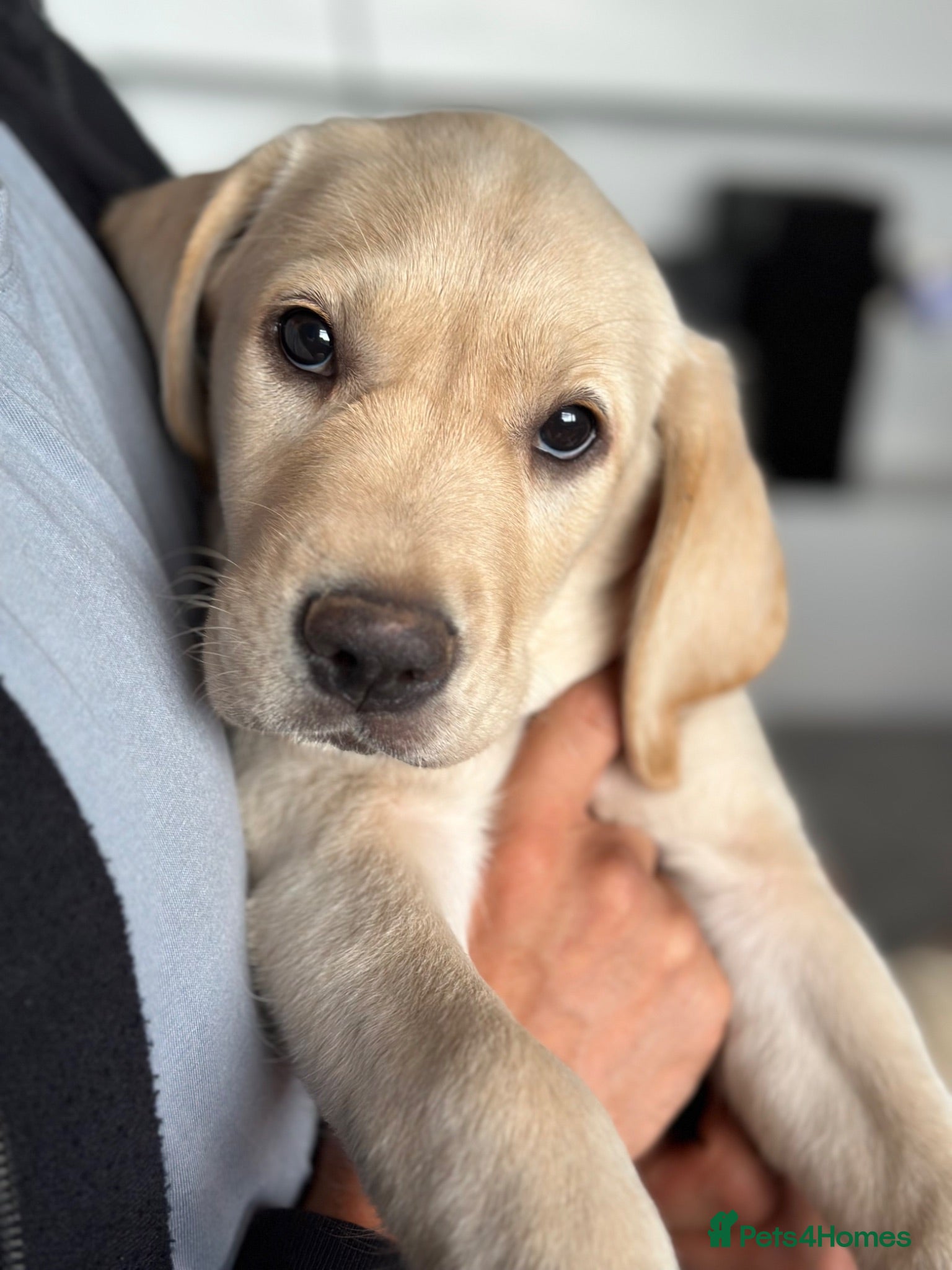 Goldador dogs *Last 1 girl* ready to leave NOW! - Advert 1