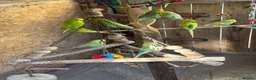 Budgerigars birds for sale: Mixed budgies  - Advert 5