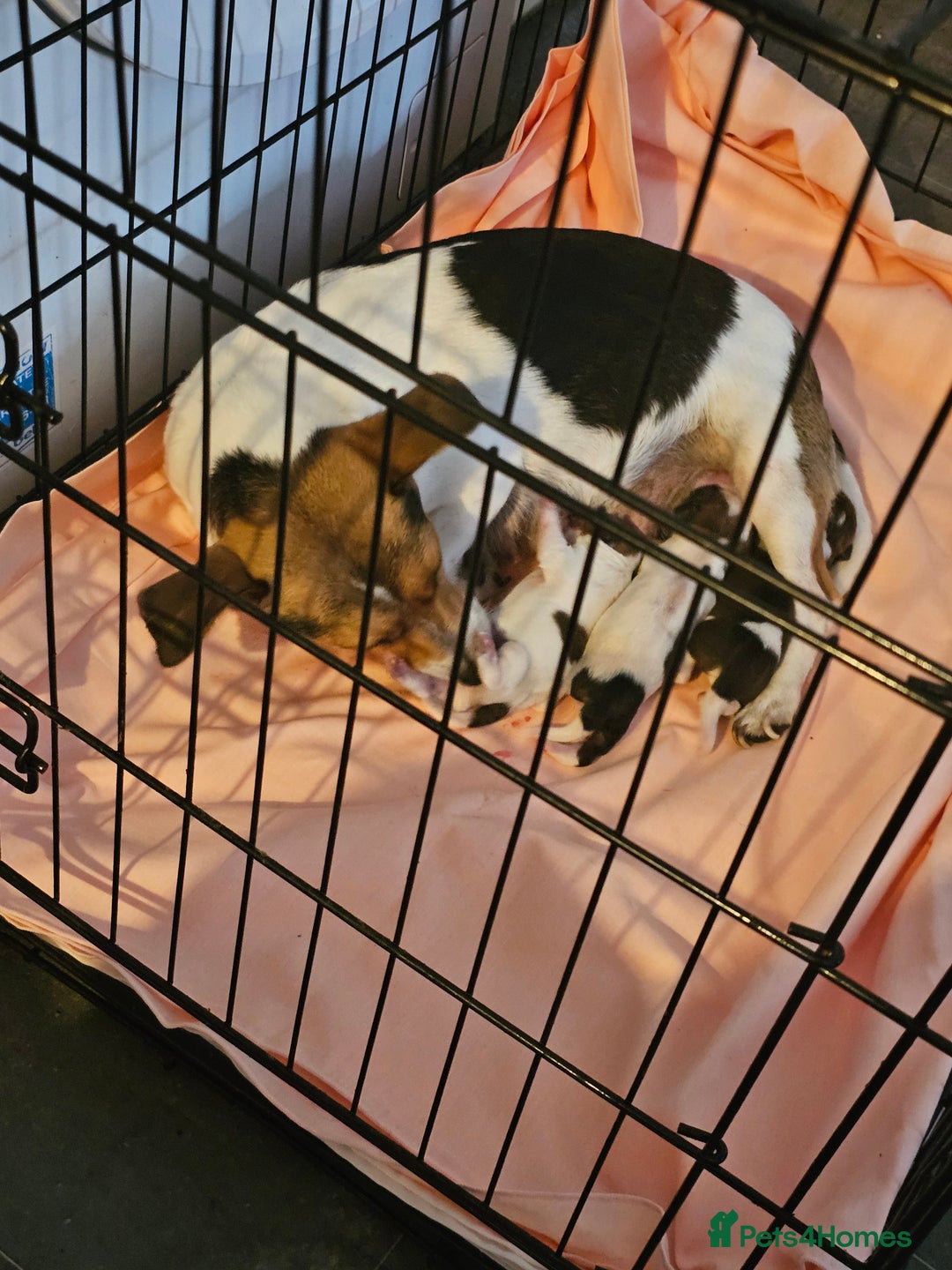 Jack Russell dogs for sale: Beautiful Male Pup Out Of Litter of 3 - Image 3