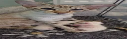 Siamese cats for sale: GCCF registered Siamese kittens - Advert 6