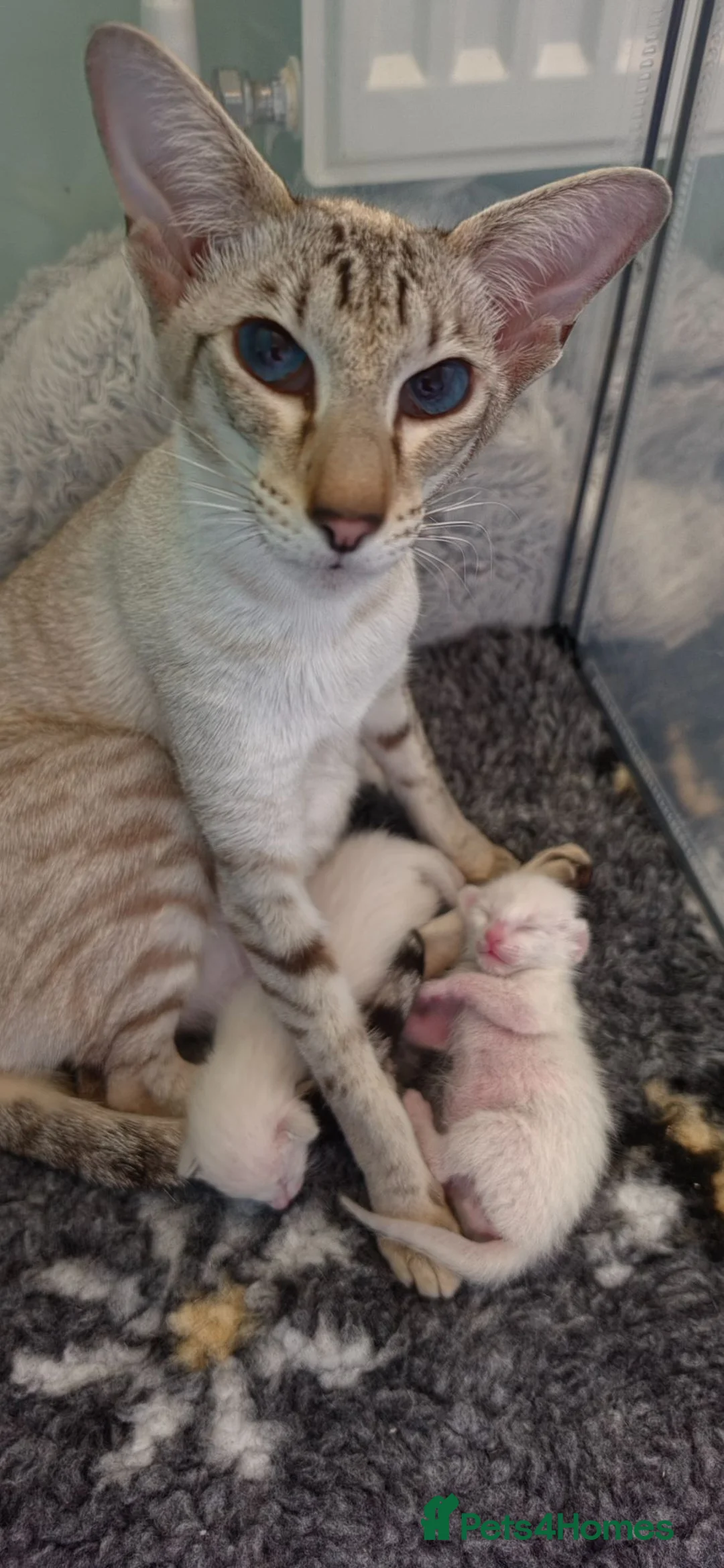 Siamese cats for sale: GCCF registered Siamese kittens - Advert 6