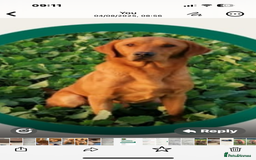 Labrador Retriever dogs for sale: Female fox Red Labrador  puppy  - Image 6