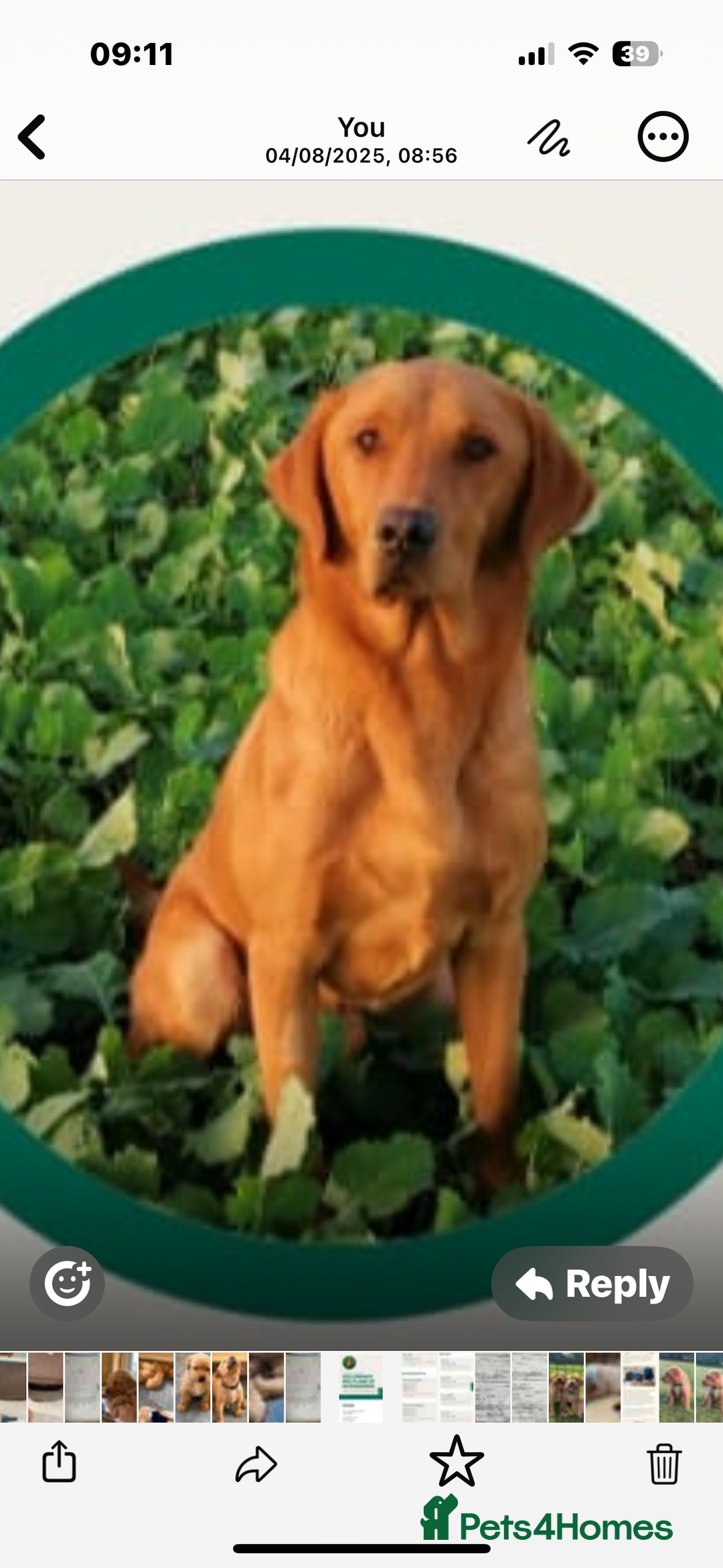 Labrador Retriever dogs for sale: Female fox Red Labrador  puppy  - Image 6