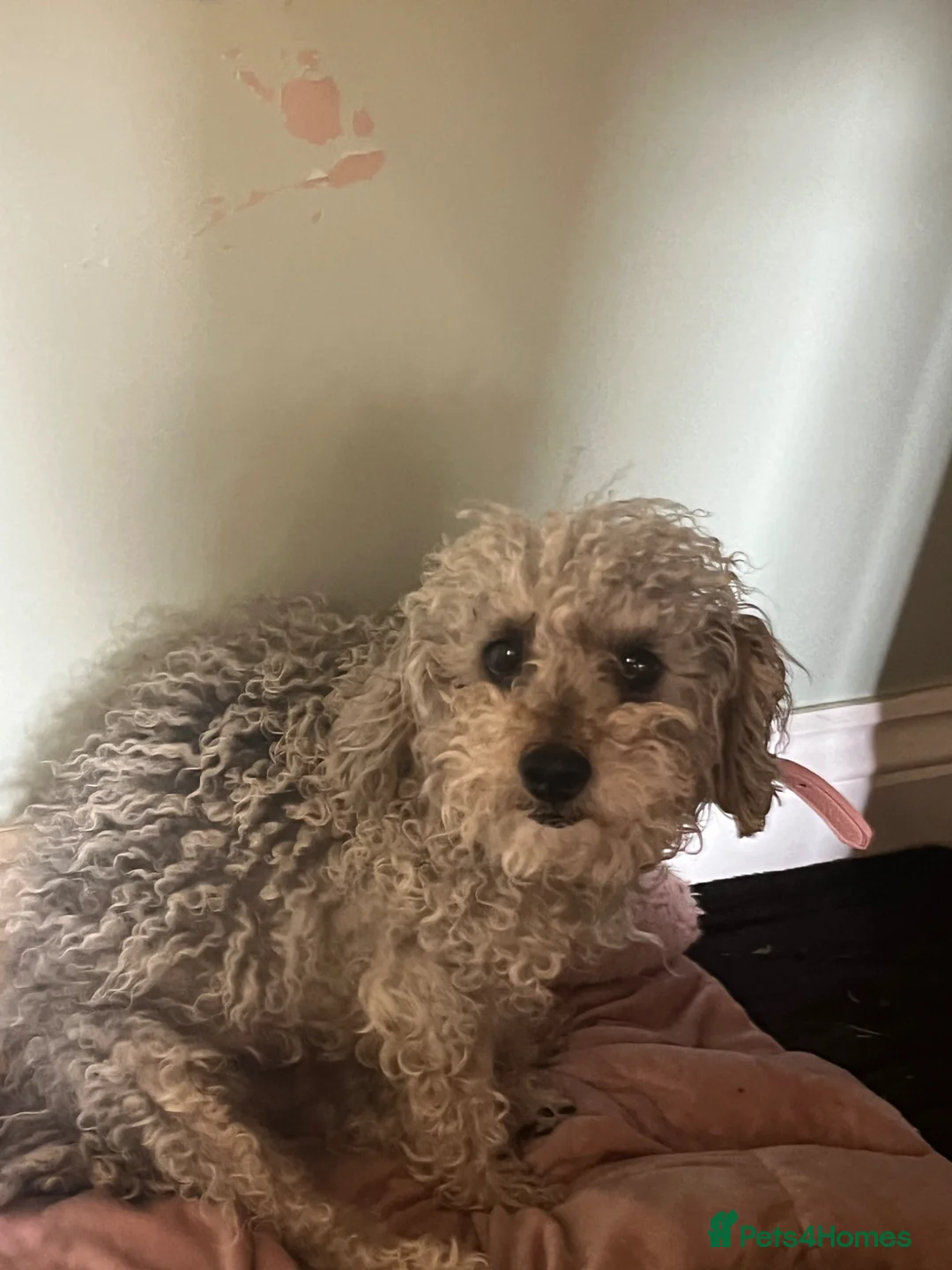 Schnoodle dogs for sale: Poodles toy in Bingley - Advert 2