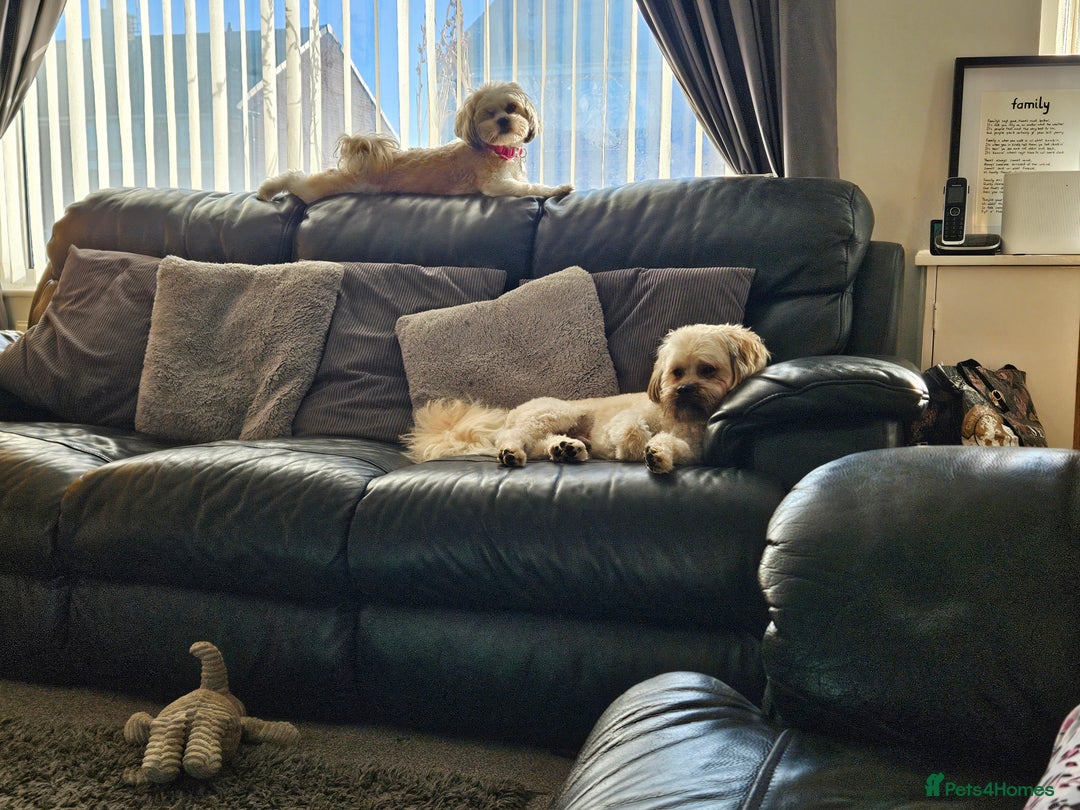 Zuchon dogs for sale: Shichon/Zuchon Teddy bear puppies available  - Advert 6