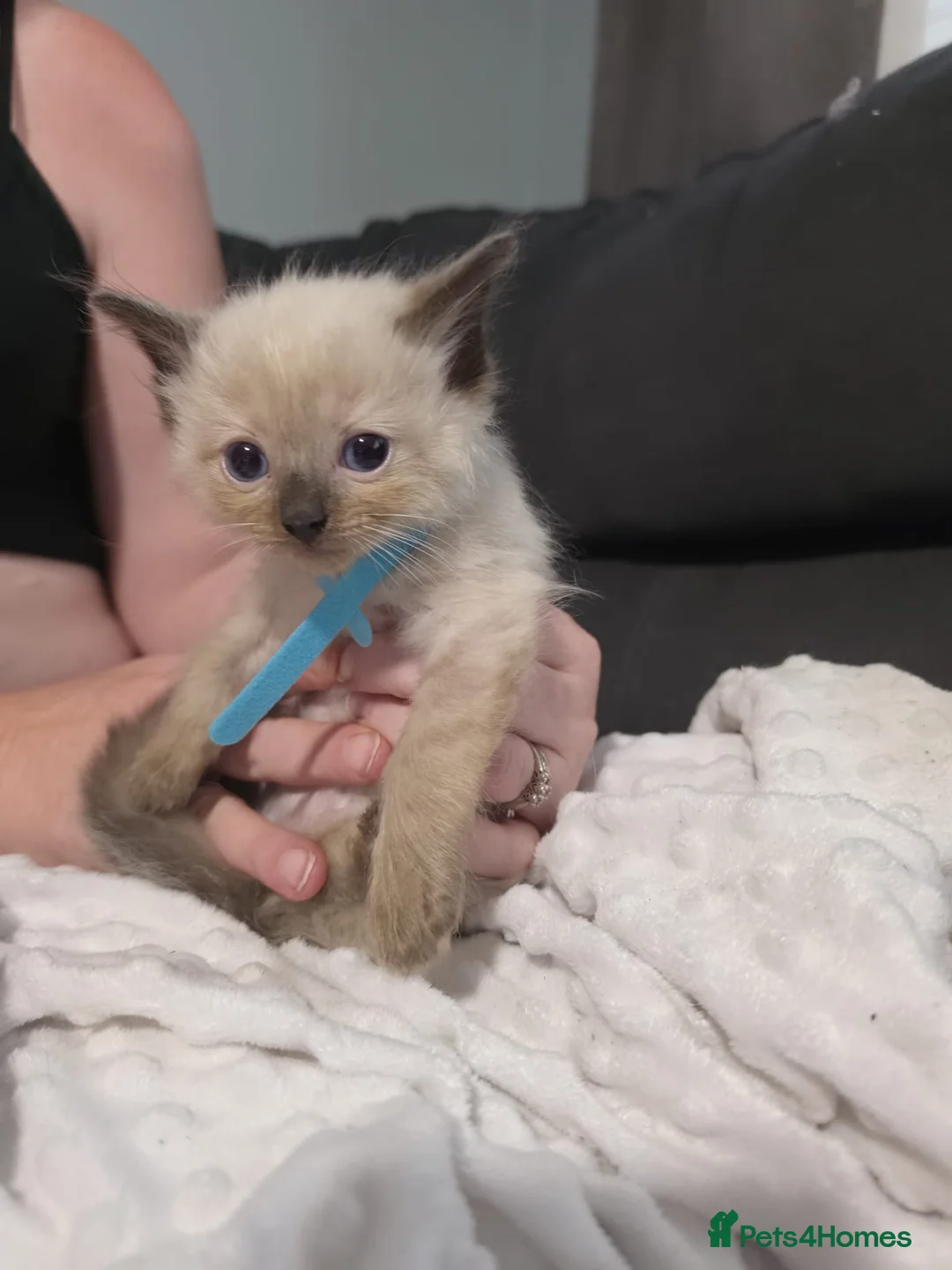 Ragdoll cats for sale: Ragdoll kittens in Witham - Advert 2