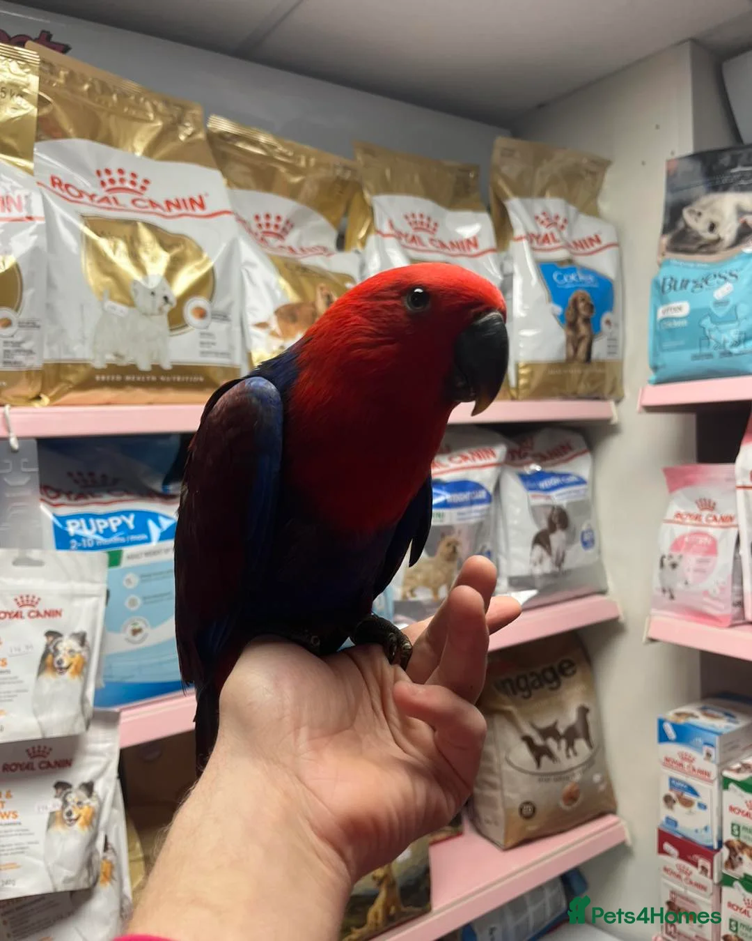 Parrots birds for sale: Amazing eclectus available. - Advert 3