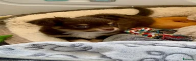 Chihuahua 1