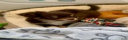 Chihuahua dogs for sale: Chocolate long hair chihuahua boy - Advert 8