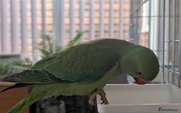Ringnecks birds for sale: Hand reared ringneck - Image 7
