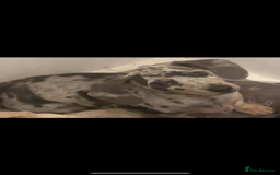 Miniature Dachshund dogs for sale: Miniature dachshund  - Image 2