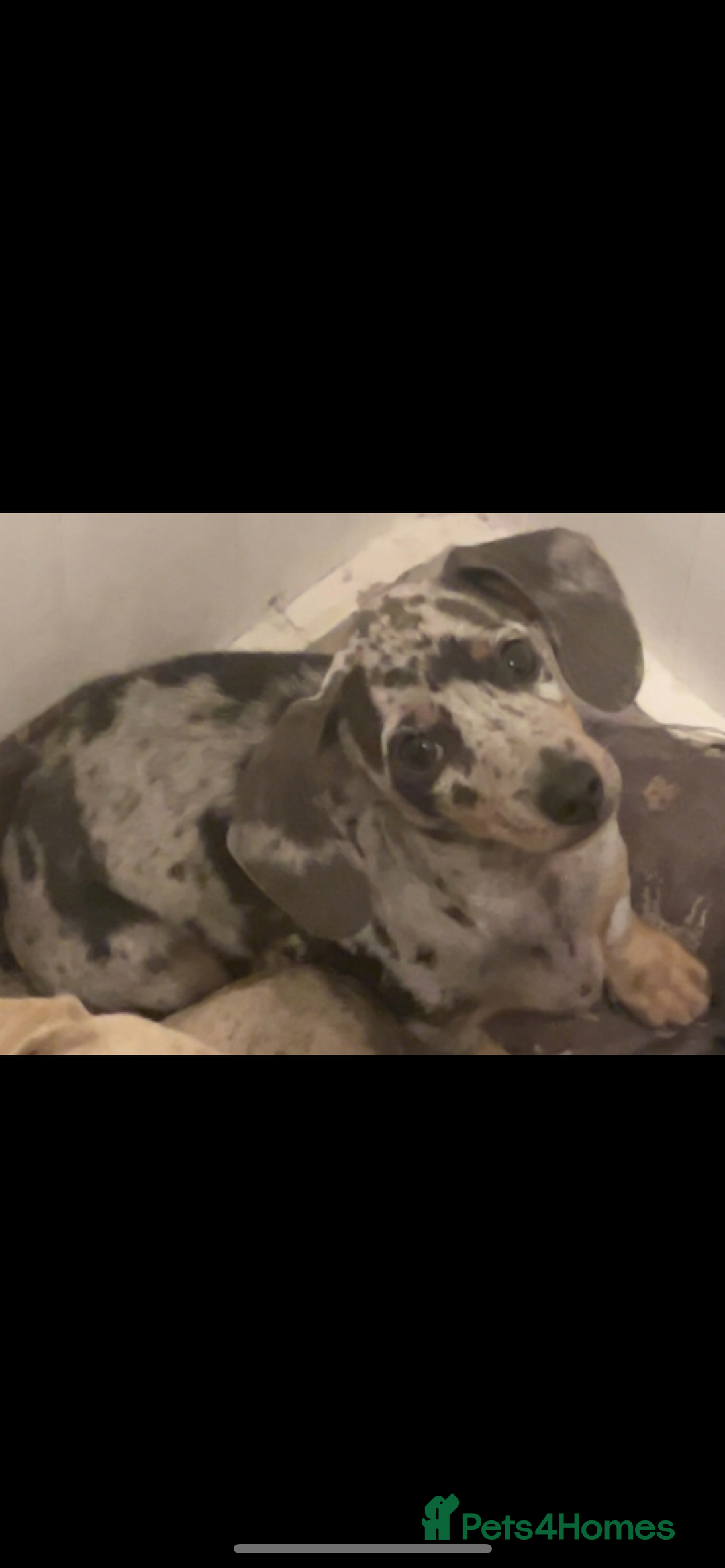 Miniature Dachshund dogs for sale: Miniature dachshund  - Image 2