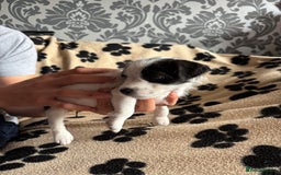 Mixed Breed dogs for sale: Border terrier x Patterdale terrier   - Image 24