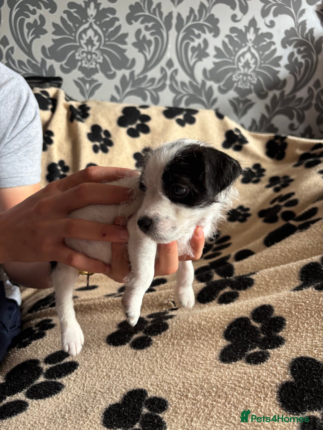 Mixed Breed dogs for sale: Border terrier x Patterdale terrier   - Image 24