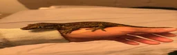 Gecko reptiles for sale: Gargoyle Gecko  - Advert 4