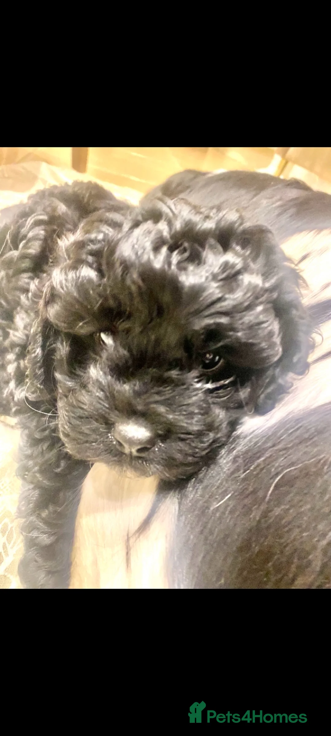 Cavapoo dogs for sale: Cavapoo baby - Advert 5