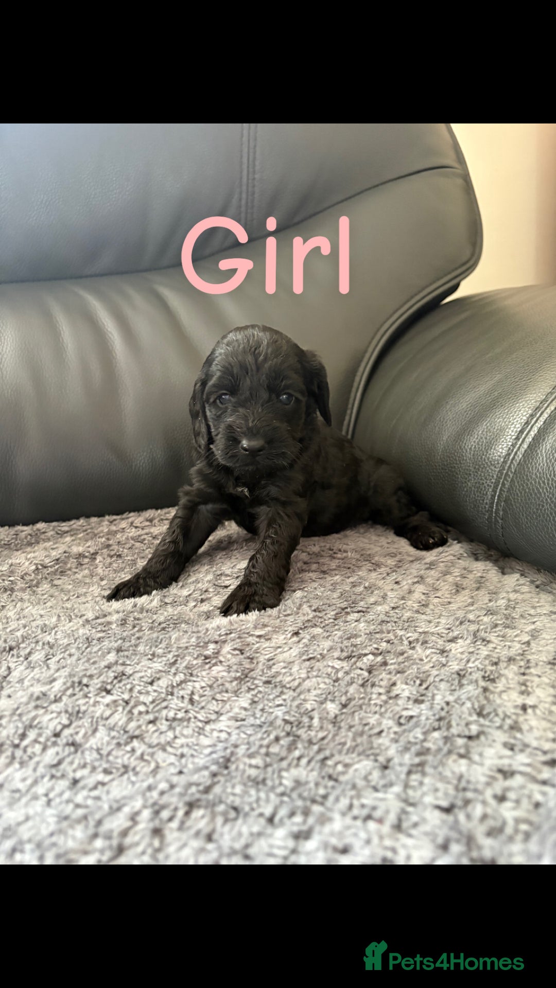 Cockapoo dogs for sale: F1 PRA Clear cockapoo puppys in Sandbach - Image 12