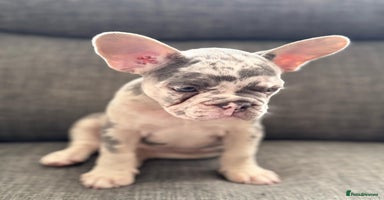 French Bulldog dogs - Advert 7