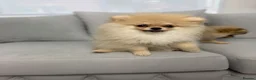 Pomeranian dogs for sale: Rare Tiny Teddy Bear Face Pomeranian pups |KC Reg - Advert 10