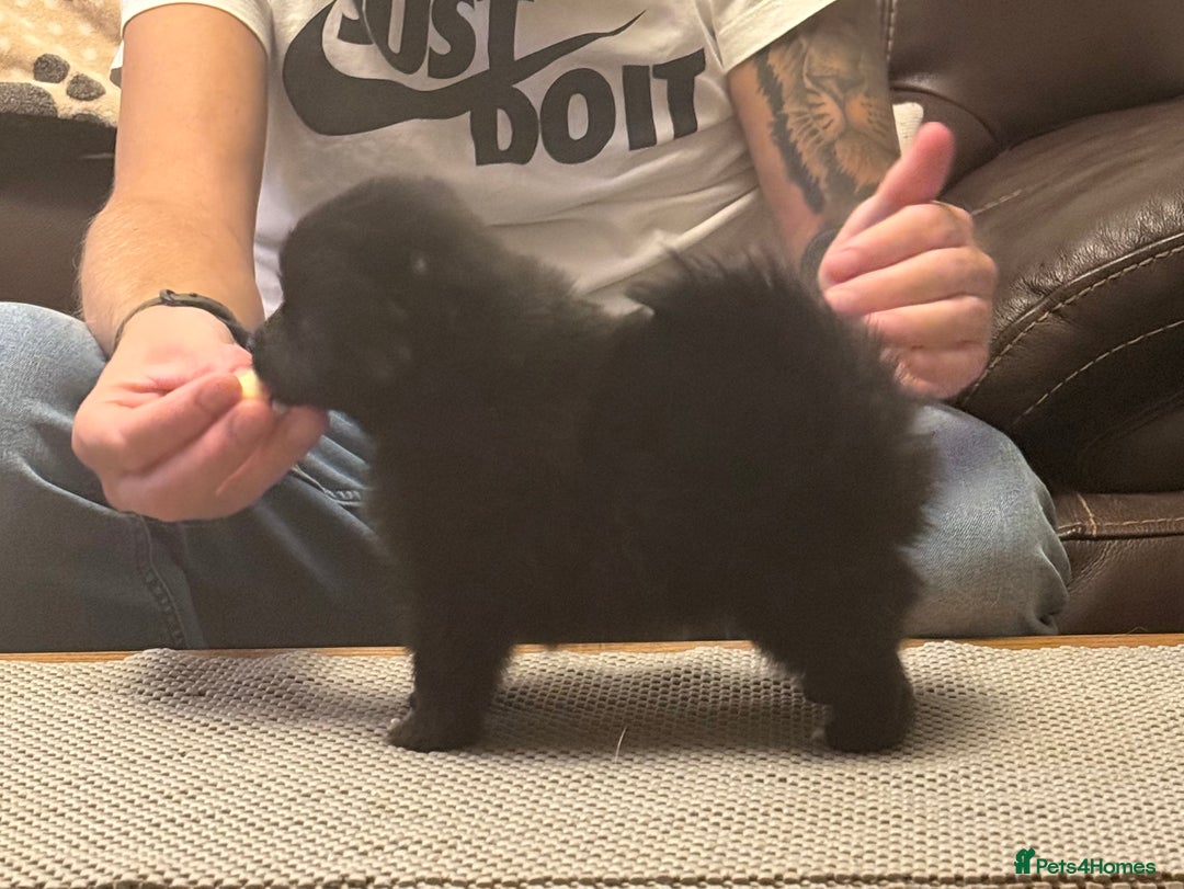 German Spitz dogs for sale: Black German Spitz Klein  - Image 1