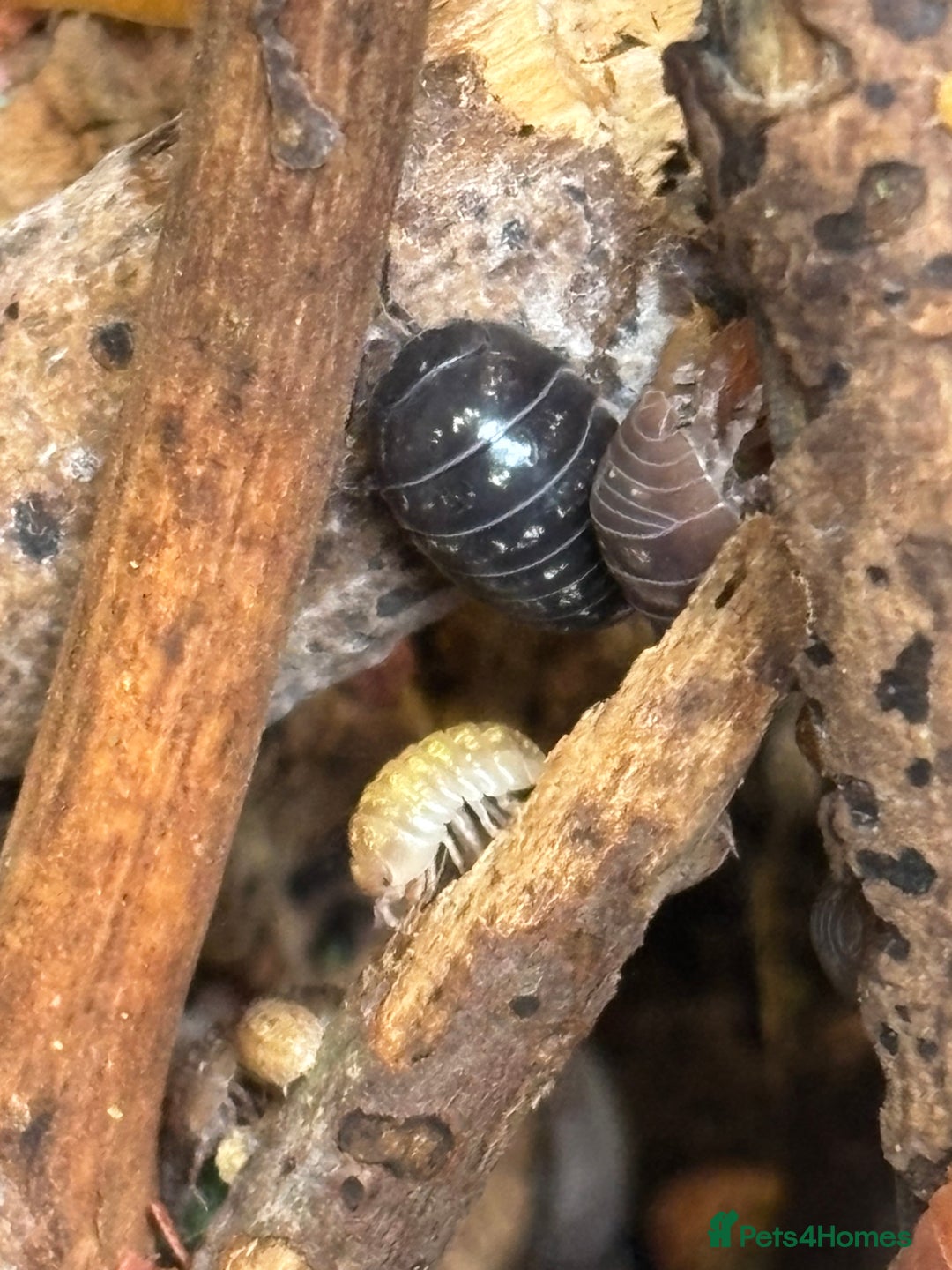 Isopods invertebrates for sale: Mixed types Isopods available Ridgeback Rollers  - Advert 16