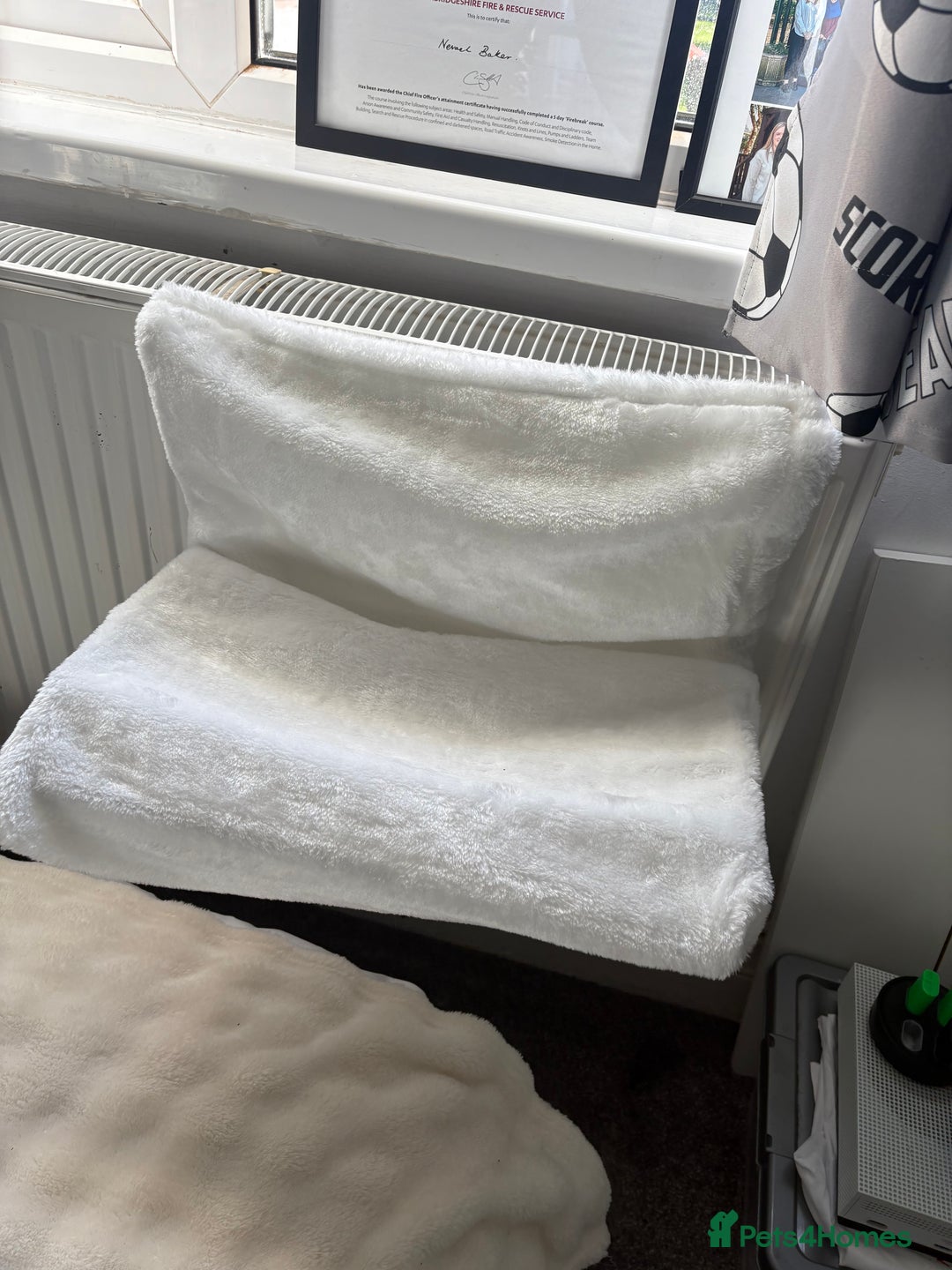 British Shorthair cats for sale: Pale grey female kitten  - Advert 14