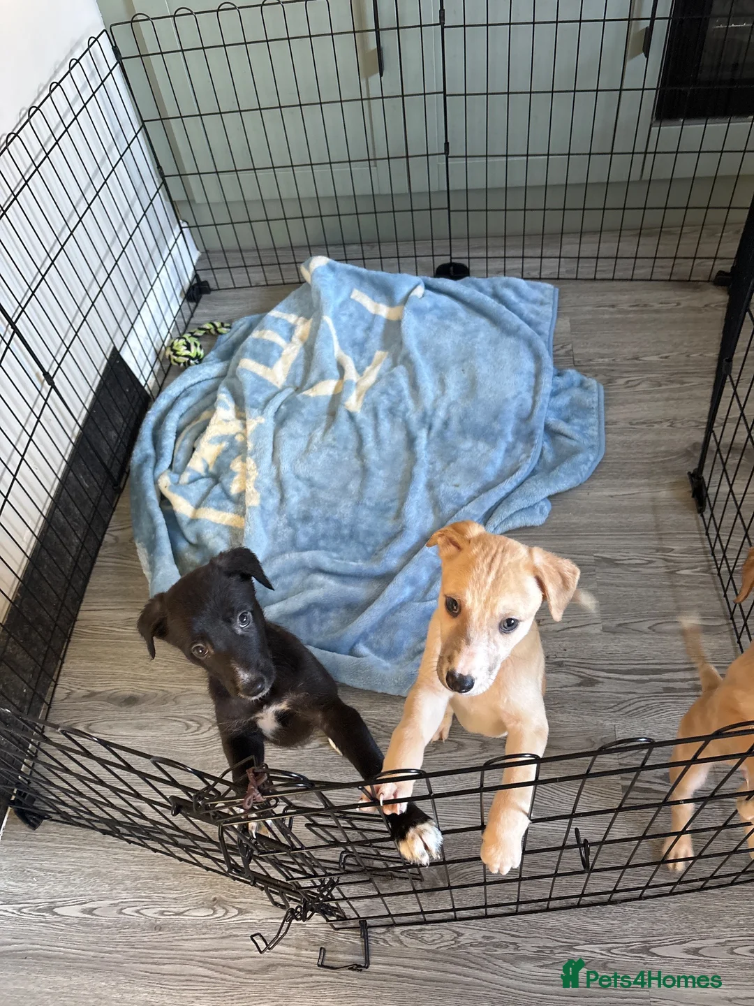 Lurcher dogs for sale: Lurched puppy’s for sale in Barnsley - Advert 1