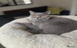 British Shorthair cats for sale: ⭐️✅18 months old girl , GCCF  - Image 1