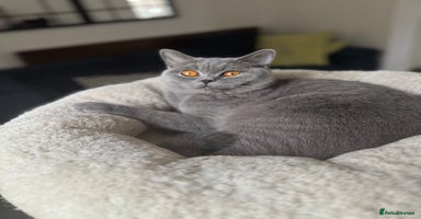 British Shorthair cats - Advert 14