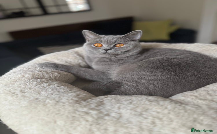 British Shorthair cats - Advert 6