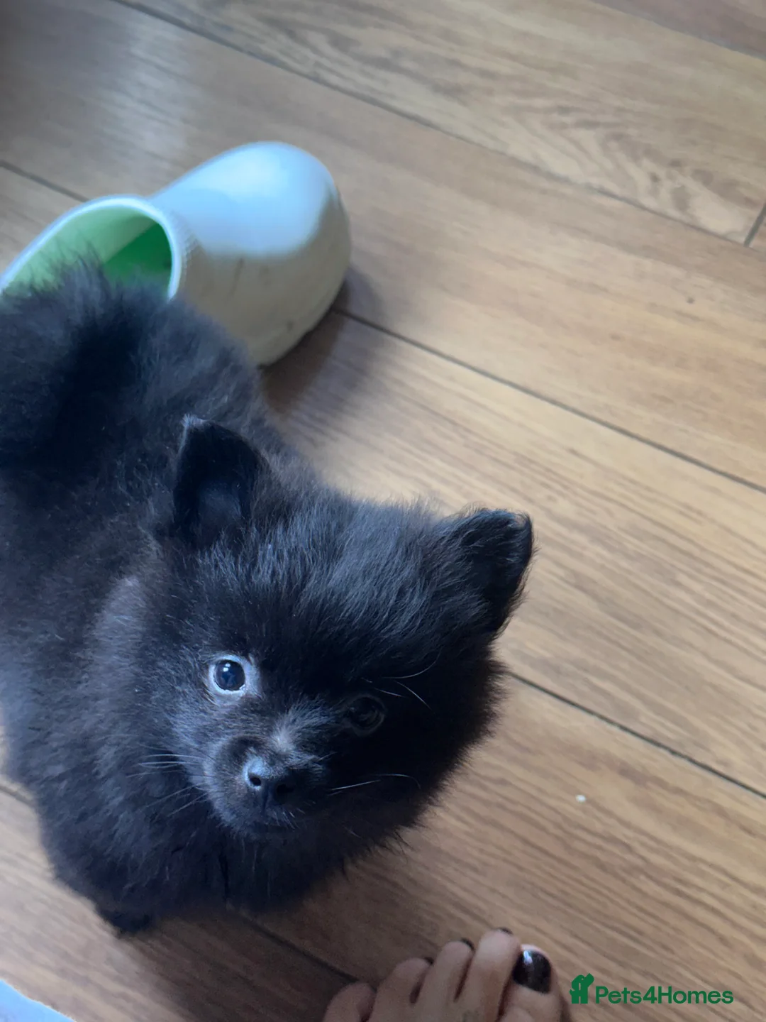 Pomeranian dogs for sale: Pomeranian puppies  - Advert 6