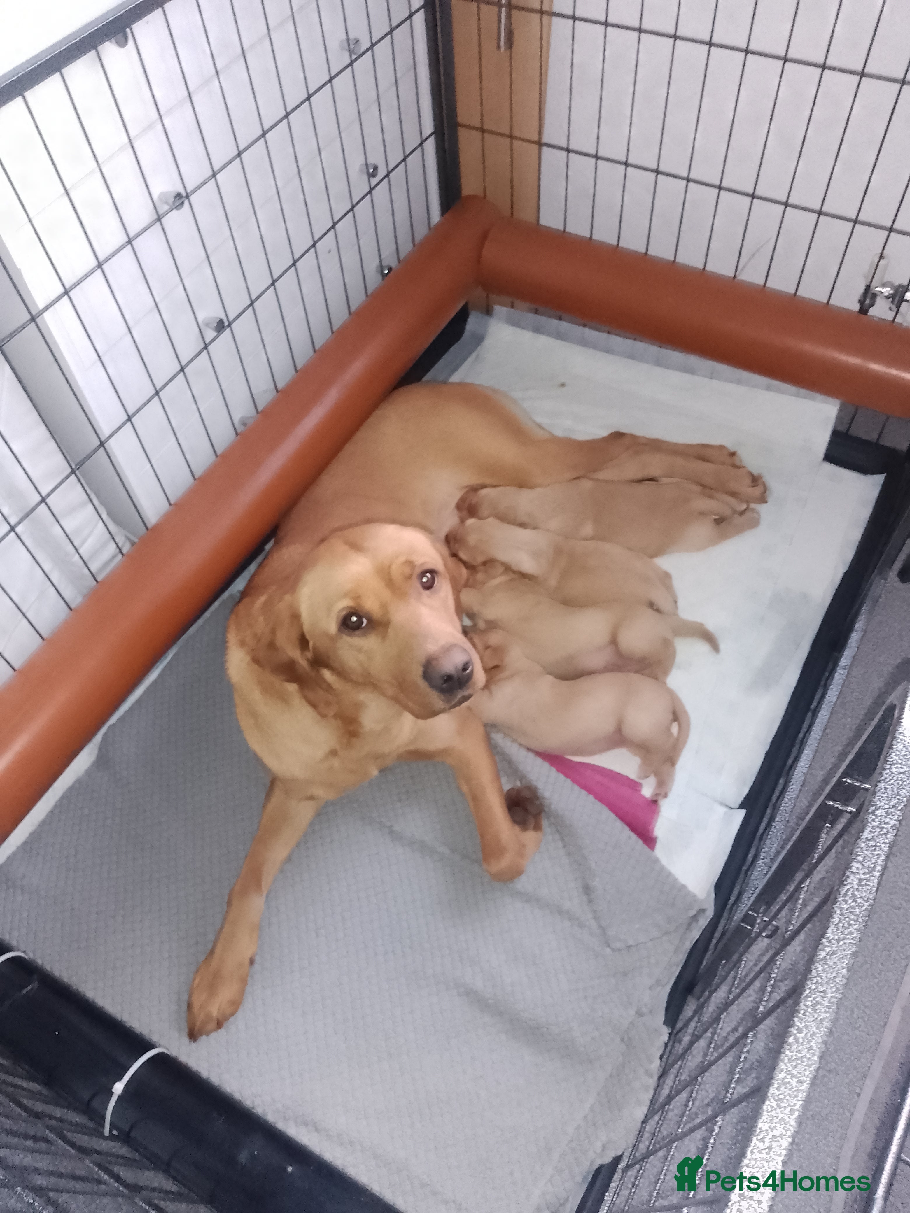 Labrador Retriever dogs Labrador KC registered puppies  - Advert 18