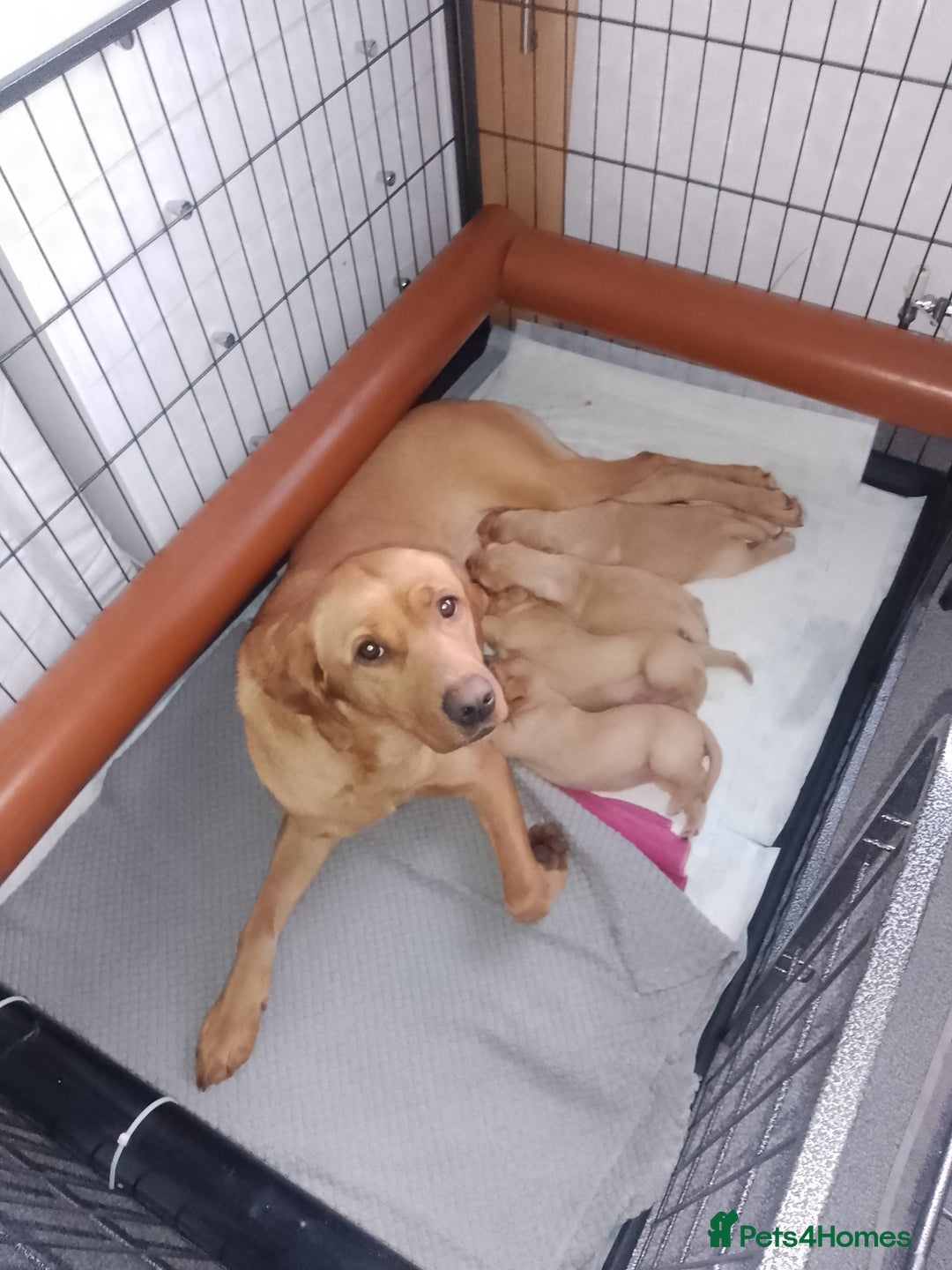 Labrador Retriever dogs for sale: Labrador KC registered puppies  - Advert 1