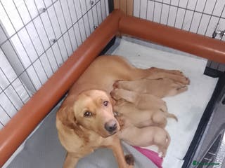 Labrador Retriever dogs Labrador KC registered puppies - Advert 18