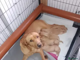 Labrador Retriever dogs Labrador KC registered puppies - Advert 1