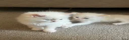 Ragdoll cats for sale: ❤️Beautiful Ragdoll Kittens❤️ in Brentwood - Advert 3