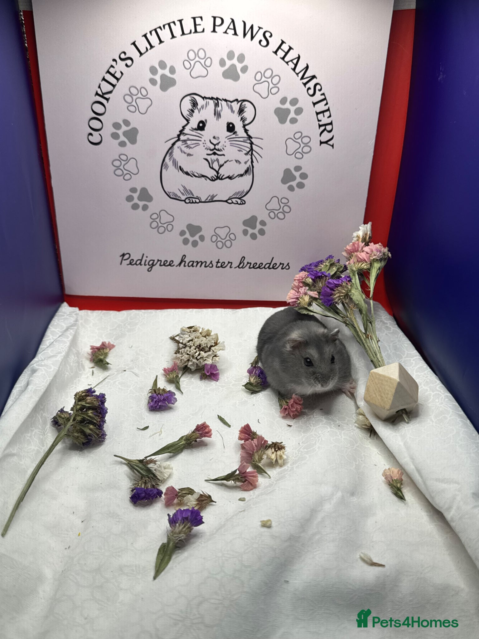 Hamster rodents Pedigree Winter White pups  - Advert 4