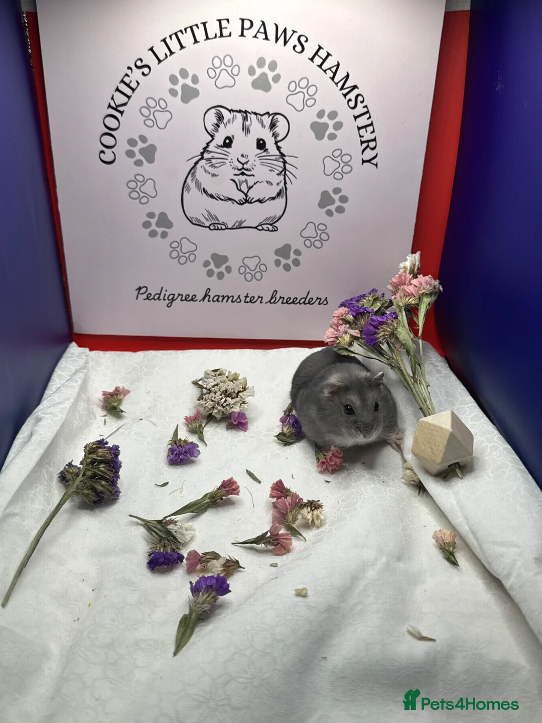 Hamster rodents for sale: Pedigree Winter White pups  - Advert 1