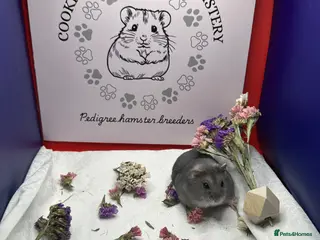 Hamster rodents Pedigree Winter White pups - Advert 4