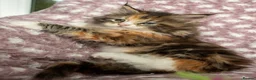 Maine Coon cats for sale: Beautiful Maine Coon Kittens - Advert 15