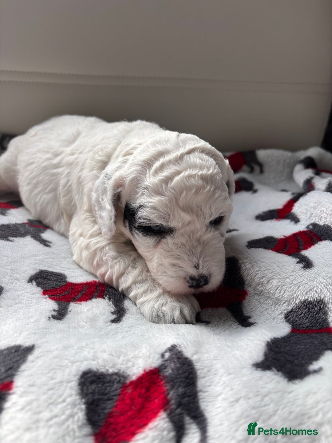 Cockapoo dogs for sale: Adorable F2 Cockapoo Puppies - First Litter  - Advert 24