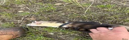 Ferret rodents for sale: Mr hobnob - Advert 4